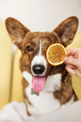 Wall Mural - small cute corgi dog with colorful fruits and dessert in the cafe