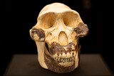 Fototapeta Miasto - Australopithecus afarensis is an extinct species of australopithecine which lived from about 3.9–2.9 million years ago (mya) in the Pliocene of East Africa.