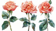 Set elementi acquerello di rose arancioni; collezione fiori da giardino; foglie; rami. Botanica; illustrazione, eucalipto; design floreale di nozze