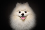 Fototapeta  - Portrait of a cheerful Pomeranian Spitz, closeup, on  black background