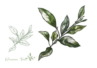 Wall Mural - Branch with leaves of green tea. Clip art, set of elements for design Vector illustration. In botanical style