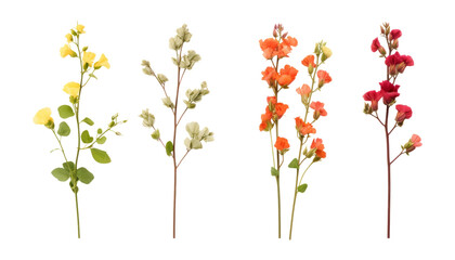 Wall Mural - set of twig yellow orange red flowers isolated on transparent background cutout