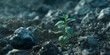 A sequence showing a seed buried in soil sprouting and growing into a healthy plant embodying the potential within beginnings.
