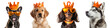 Dogs in orange crown and sunglasses cut-out on transparent background. Kingsday celebration in the Netherlands concept. Cute husky, dachshund, french bulldog, golden retriever puppy set isolated.