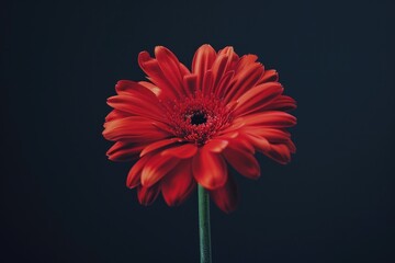Poster - A single red flower on a stem against a black background. Suitable for various design projects