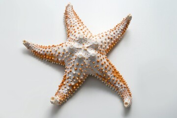 Poster - A detailed view of a starfish on a plain white background. Suitable for marine life concepts