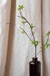 Aesthetic boho background, tree branch with green leaves in vase on neutral beige linen curtain cloth with natural light and soft shadows, copy space