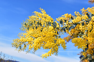 Sticker - Flowers of the knife-leaf wattle (Acacia cultriformis)