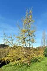 Canvas Print - A young specimen of the sawtooth oak (Quercus acutissima) in flower