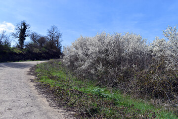 Canvas Print - Live hedge formed by flowering blackthorns (Prunus spinosa)