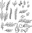 Set of hand drawn leaves, branches, flowers, flourishes. Design element for banner, sign, poster, decoration. Vector illustration