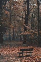 Poster - A peaceful wooden bench in the middle of a tranquil forest. Ideal for nature-themed designs