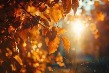 Poster - Sunlight shining through the leaves of a tree. Suitable for nature and environment concepts