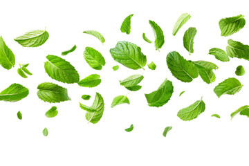 Wall Mural - Green Peppermint leaves flying and falling isolated on background, tropical leaf for border element, fresh natural foliage, organic herbal in form of wave and swirl.