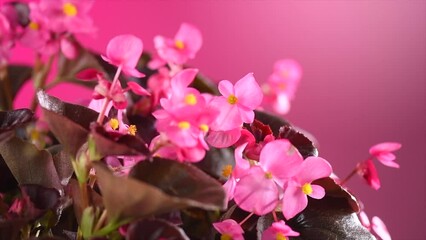 Sticker - Begonia pink flowers blooming, rotating over pink background. Flowers of Wax Begonia or Begonia Cucullata growing. Home decoration, garden design concept, flower bed