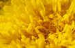 Spring or summer flower background. Dandelions detail.
