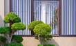 Two Wrightia religiosa bonsai trees in front of glass window on beige cement wall of modern house