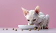 A kitten of the Sphinx breed eats food from a bowl. A hungry kitten eats balanced food. The concept of healthy nutrition for pets.
