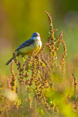 Wall Mural - Closeup of a male western yellow wagtail bird Motacilla flava singing