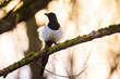 Common Eurasian Magpie bird, Pica Pica, perched in a forest