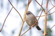 Dunnock Prunella modularis bird singing during Springtime