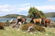 Camels and horses waiting on the shores of Lake Beyşehir.