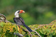 Closeup of a von der decken's hornbill, tockus deckeni, bird perched
