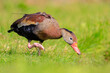 Black-bellied whistling duck, Dendrocygna autumnalis, foraging