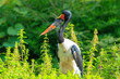 Close up of a saddle-billed stork, Ephippiorhynchus senegalensis, standing in a green meadow