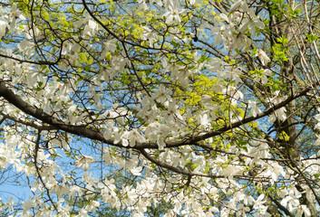 Wall Mural - Close up branches of a flowering magnolia salicifolia and young birch foliage against the background of the blue sky.