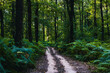 Dirt road in the lush forest. Remote locations concept photo