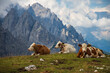 Cows on green meadow in Dolomite Mountains, Italy