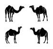 set of camel silhouettes, isolated background