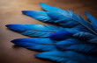 blue, bird, feathers, macaw, texture, background, wallpaper, design, feather, macro, parrot, nature, close