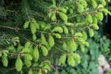 Fototapeta Lawenda - Fresh buds on Spruce branches in spring