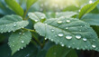 Closeup drops of dew in morning glow sunshine. Beautiful green leaf, nature background texture. 
