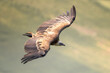 Eurasian griffon vulture (Gyps fulvus) in flight. Majestic large bird of prey in the family Accipitridae. Cornino lake area, Udine province, Friuli Venezia Giulia, Italy. Image with text space.	