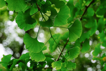 Wall Mural - ginkgo