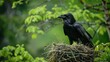 The Common Raven s Nest in its Natural Habitat
