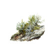 Watercolor Illustration of Lichen on a Rock. Vector illustration design.
