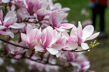  beautiful magnolia blossoms. Lovely white and pink magnolia flowers, Spring flowering trees
