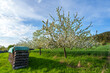 Blühende Apfelbäume auf einer Wiese mit einem Brennholzstapel