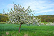 Blühende Apfelbäume auf einer Wiese