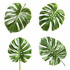  Set of four monstera leaves with natural holes and bright green color, showing natural variation and one with water droplets