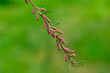 Blooming Tamarix tetrandra or Four Stamen Tamarisk twig with very fine pink flowers against blurred green. Perfect gentle concept for spring design background. Place for your text. Selective focus