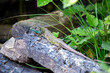 Black green lizard, lacerta schreiberi perched on a log.