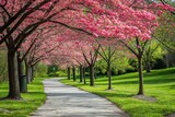 Fototapeta Przestrzenne - A pathway in a park is beautifully lined with pink trees, creating a vibrant and colorful scene, Alley lined with flowering dogwood trees in a spring park, AI Generated