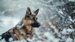 German Shepard Dog in the winter
