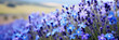 Beautiful field close-up of blue and purple violet blooming flowers on cloudy spring day on blurred background. Colorful and bright natural and pastoral landscape with copyspace for text. 