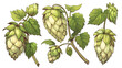 Illustration of hops for brewing. Vector illustration